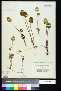 Centella asiatica image