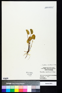 Centella asiatica image