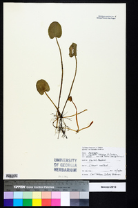 Centella asiatica image