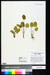 Centella asiatica image