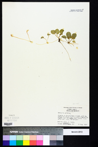 Centella asiatica image