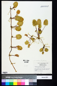 Centella asiatica image