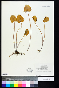 Centella asiatica image