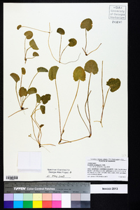 Centella asiatica image