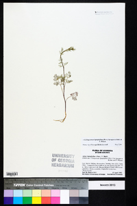 Cyclospermum leptophyllum image