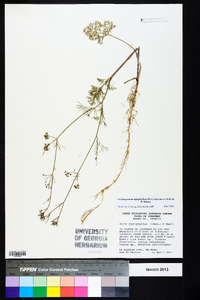 Cyclospermum leptophyllum image