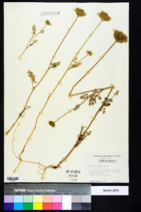 Daucus pusillus image