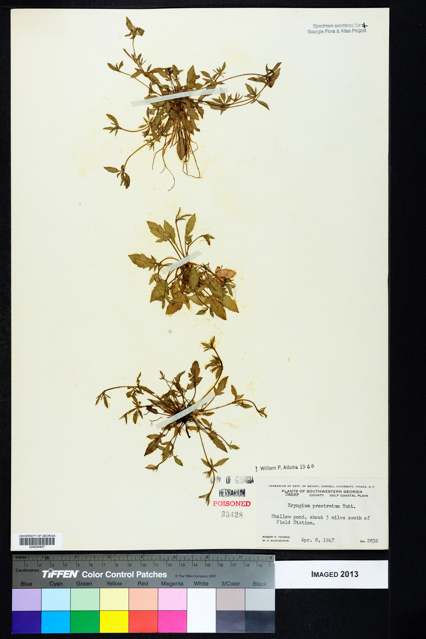 Eryngium prostratum image