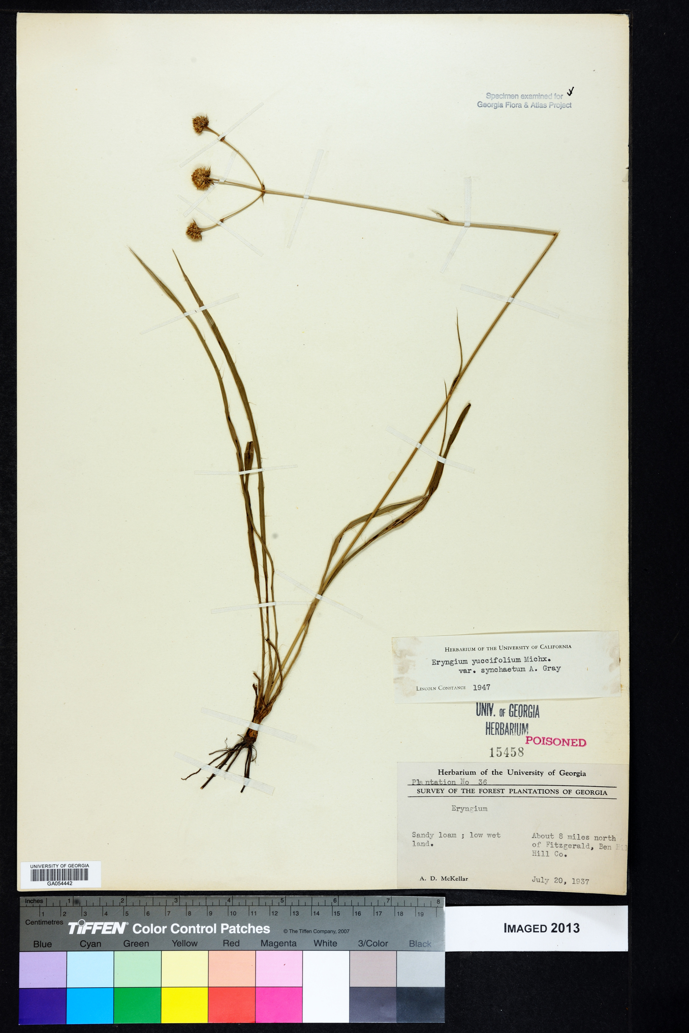 Eryngium yuccifolium var. synchaetum image