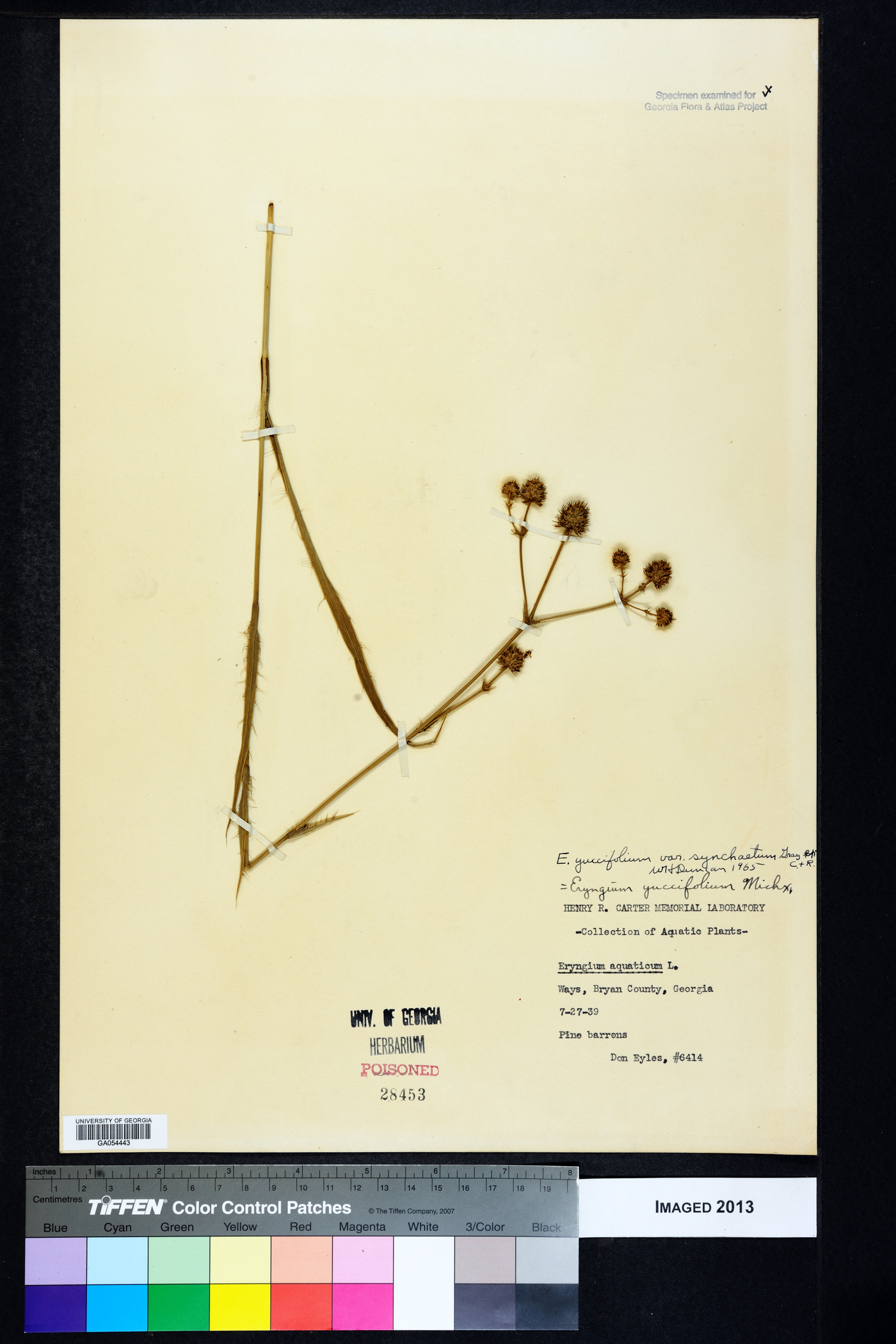 Eryngium yuccifolium var. synchaetum image