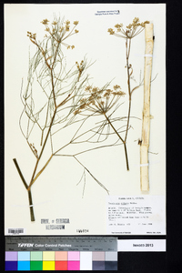 Foeniculum vulgare image