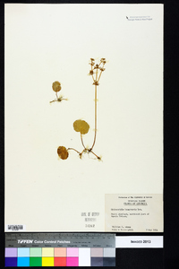 Hydrocotyle bonariensis image