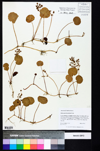 Hydrocotyle bonariensis image