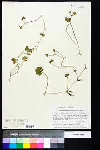 Hydrocotyle bowlesioides image