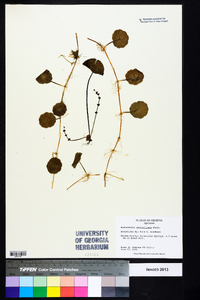 Hydrocotyle umbellata image