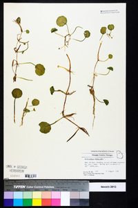 Hydrocotyle umbellata image