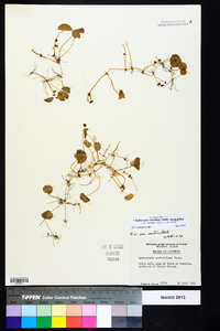 Hydrocotyle verticillata image