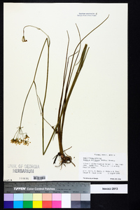 Oxypolis filiformis image