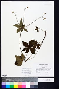 Sanicula smallii image