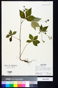 Sanicula trifoliata image