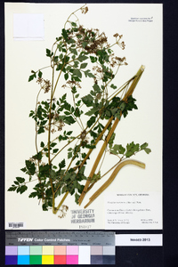 Thaspium barbinode image