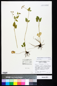 Thaspium trifoliatum var. trifoliatum image