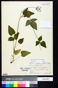 Thaspium trifoliatum image