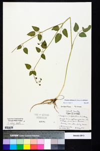 Thaspium trifoliatum var. trifoliatum image