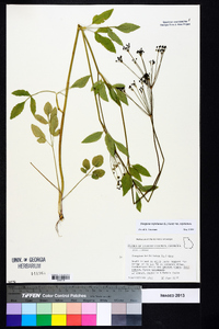 Thaspium trifoliatum var. trifoliatum image