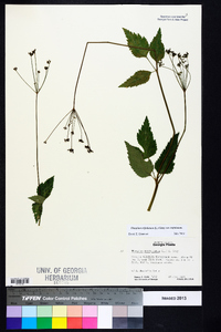 Thaspium trifoliatum var. trifoliatum image