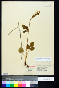 Thaspium trifoliatum var. trifoliatum image