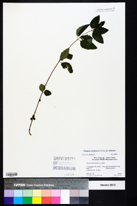 Thaspium trifoliatum image