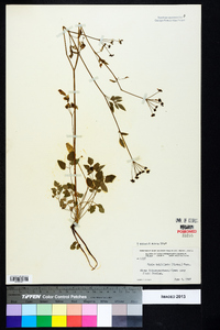 Zizia trifoliata image