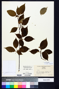 Cornus alternifolia image