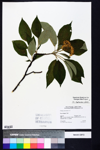 Cornus alternifolia image