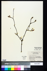 Cornus alternifolia image