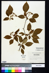 Cornus alternifolia image