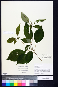 Cornus alternifolia image