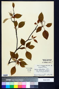 Cornus alternifolia image