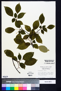 Cornus alternifolia image