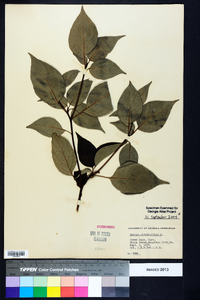 Cornus alternifolia image