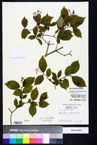 Cornus asperifolia image