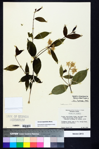 Cornus asperifolia image