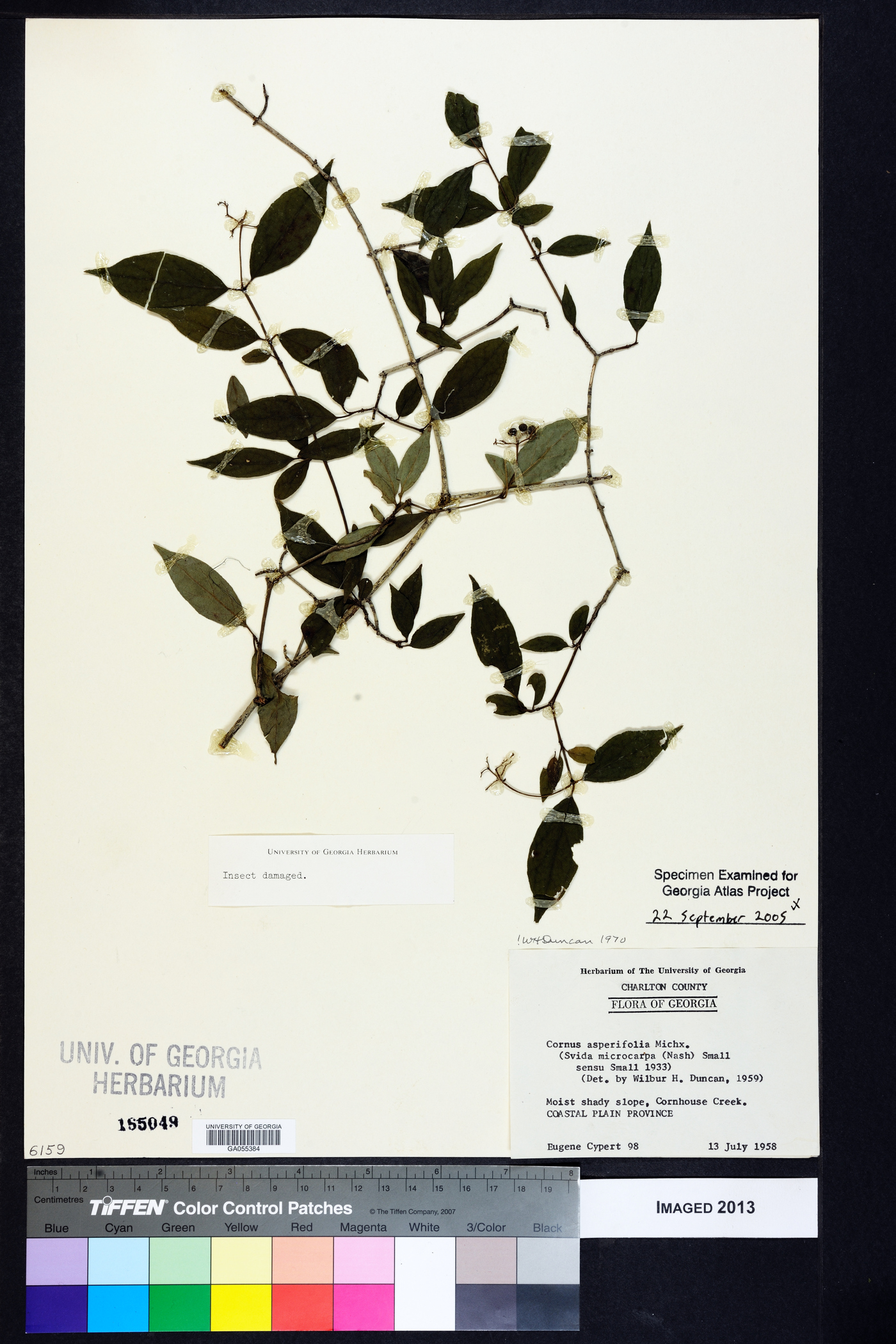 Cornus asperifolia image