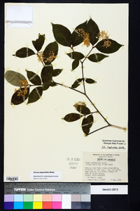 Cornus asperifolia image