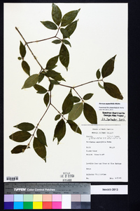 Cornus asperifolia image