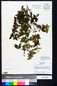 Cornus asperifolia image