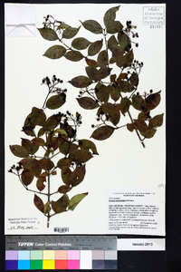 Cornus asperifolia image