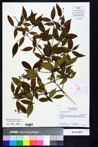 Cornus asperifolia image