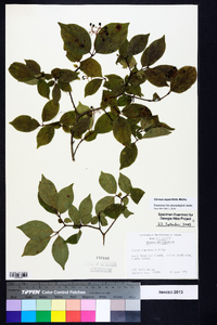 Cornus asperifolia image